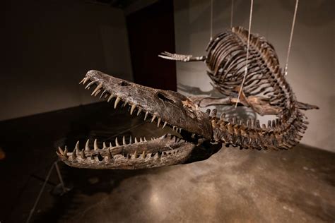 can you buy dinosaur fossils|dinosaur fossil skeletons for sale.